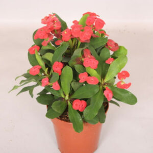 Euphorbia milii